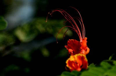 Close-up of flowers against blurred background