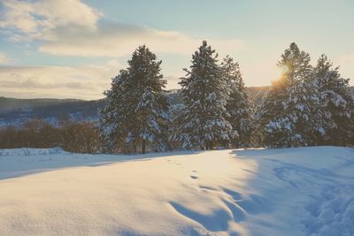 Trees on snow covered field against sky during sunset