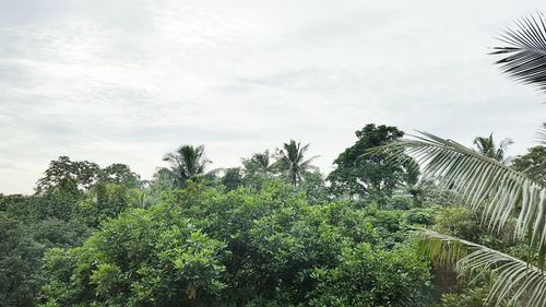 Low angle view of trees against sky