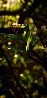 Close-up of flowering plant