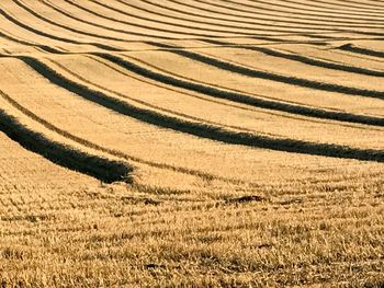 Full frame shot of wheat field