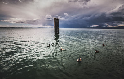 View of ducks swimming in sea