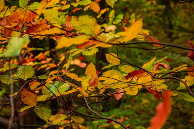 Close-up of yellow maple leaves on tree