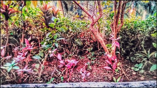 Plants growing on tree trunk