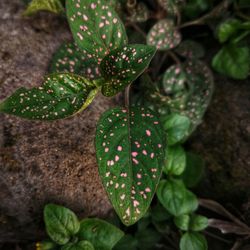 High angle view of plant leaves