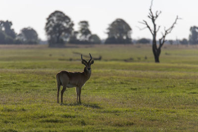 Impala standing in field