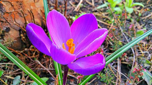 Close-up of purple flower