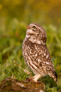 Close-up of a bird perching on a field