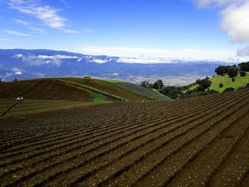 Scenic view of agricultural field against sky