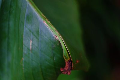 Close-up of leaf on plant