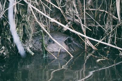 View of birds swimming in lake