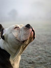 Close-up of dog looking away