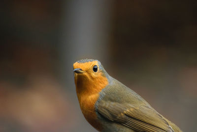 Close-up of bird perching outdoors