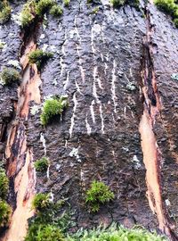 Close-up of tree trunk