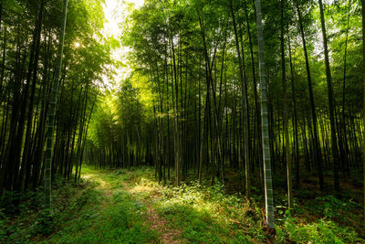 Bamboo forest