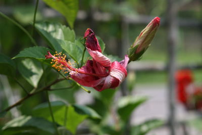 Close-up of red flower