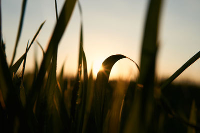 Close-up of flower growing in field against sky