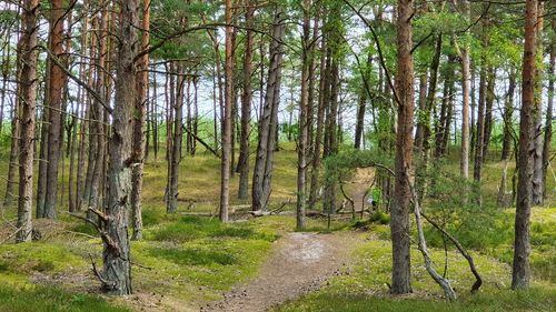 Trees growing in forest