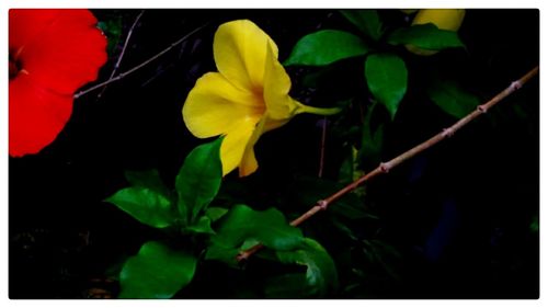 Close-up of yellow flowers