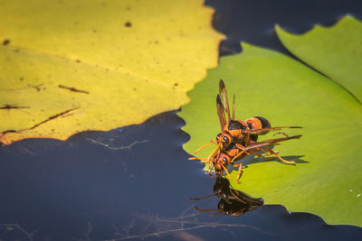 High angle view of insect on leaves