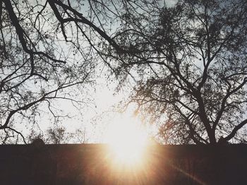 Low angle view of bare trees against sky