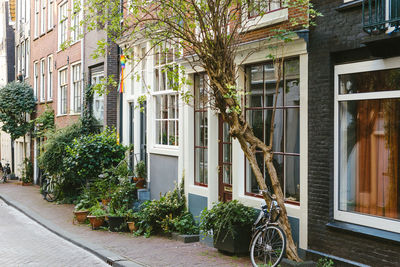 Trees and plants growing on footpath by building