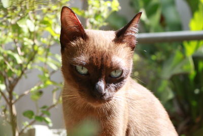 Close-up portrait of a cat