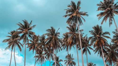 Low angle view of coconut palm trees against sky