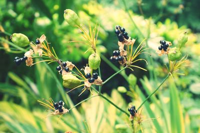 Close-up of insect on plant