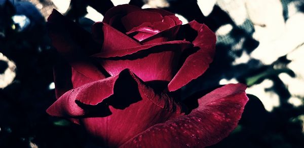 Close-up of rose plant