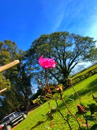 Close-up of pink flowering plant on field against blue sky