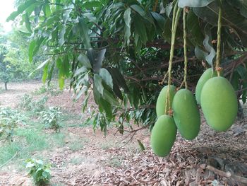 Close-up of fruits growing on tree