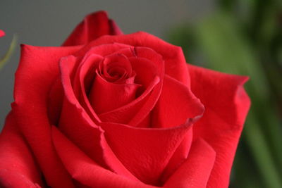 Close-up of rose bouquet