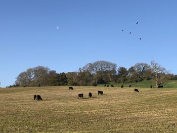 View of birds on grassy field against sky