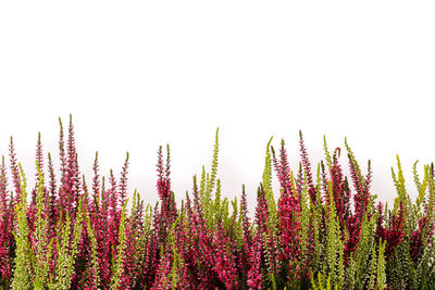 Purple flowering plants on field against clear sky