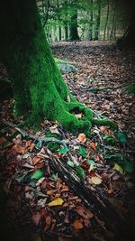 Close-up of tree trunk in forest