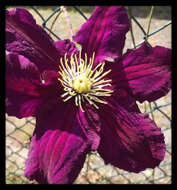 Close-up of purple flower