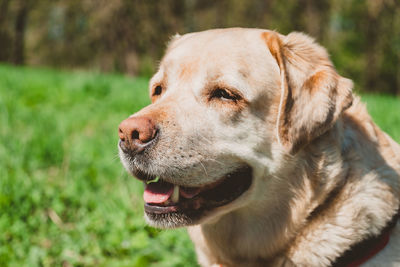 Exterior of an adult labrador on a background of green grass. a happy dog is delighted 