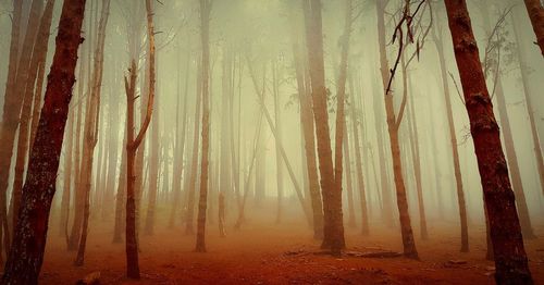 Misty woods