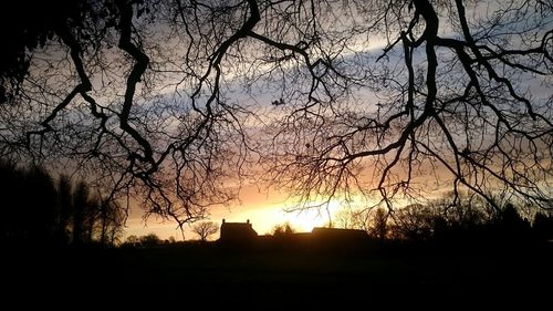 Silhouette of trees at sunset