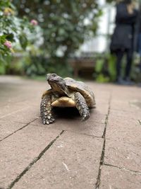 Close-up of lizard on footpath