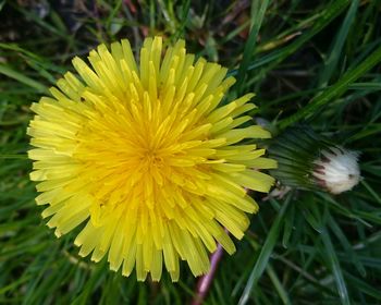 Close-up of yellow flower