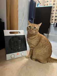 Portrait of a cat sitting on floor at home