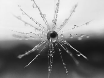 Close-up of wet spider web on plant