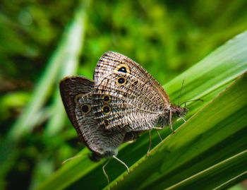 Close-up of butterfly on flower