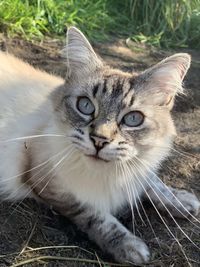 Close-up portrait of a white long haired tabby cat with big blue eyes. 