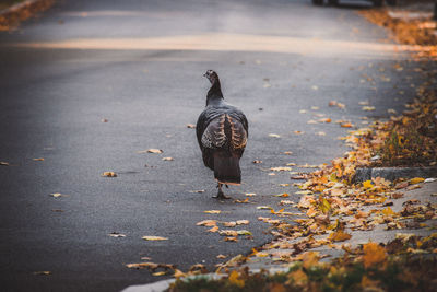 Bird perching on dirt road