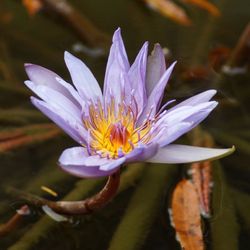 Close-up of water lily