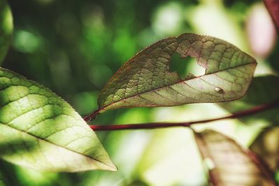 Close-up of leaf on plant