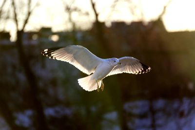 Low angle view of seagull flying